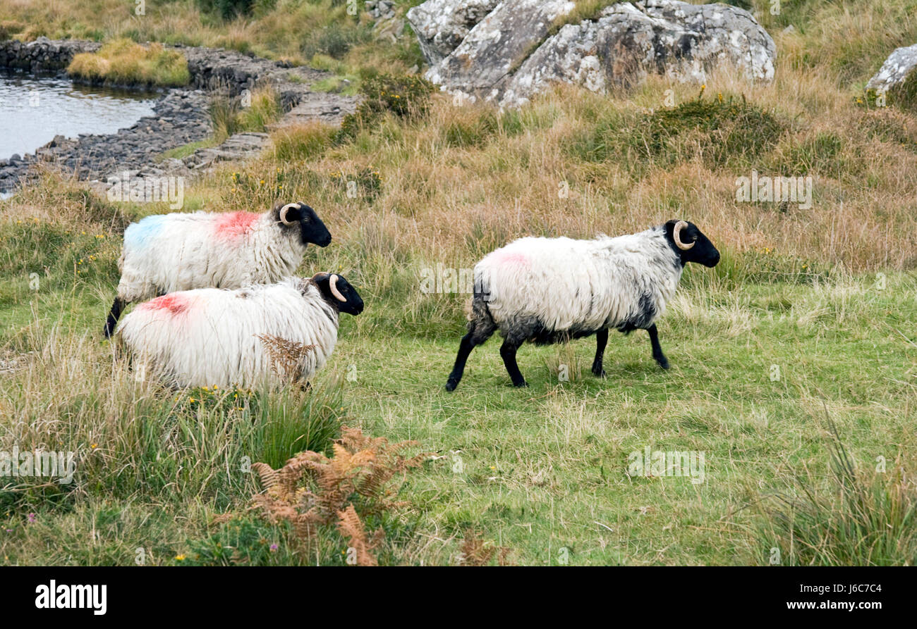 sheep highland ireland farm animal sheep (pl.) irish animal pet mammal  animals Stock Photo - Alamy