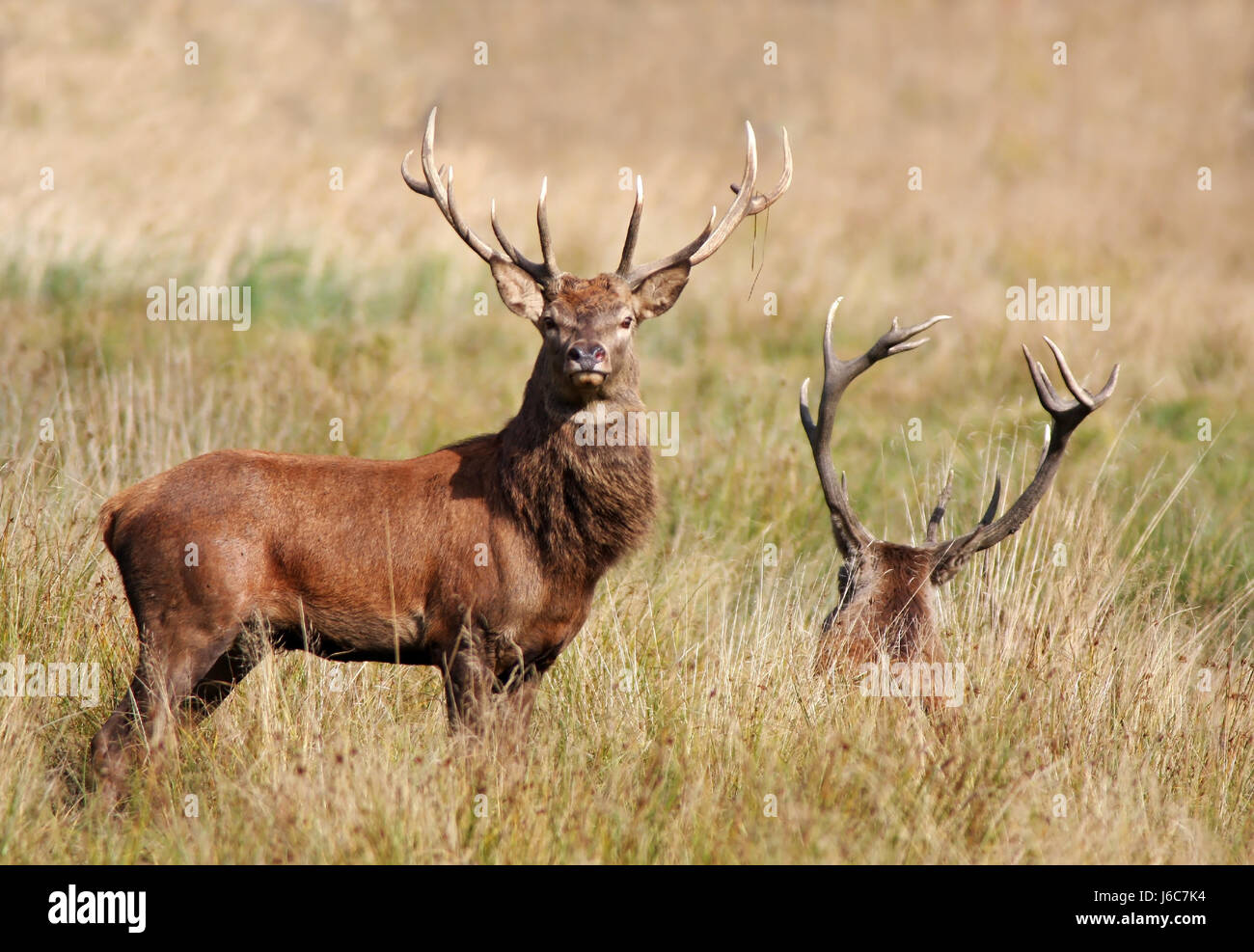 wild horns deer deer stag glade two