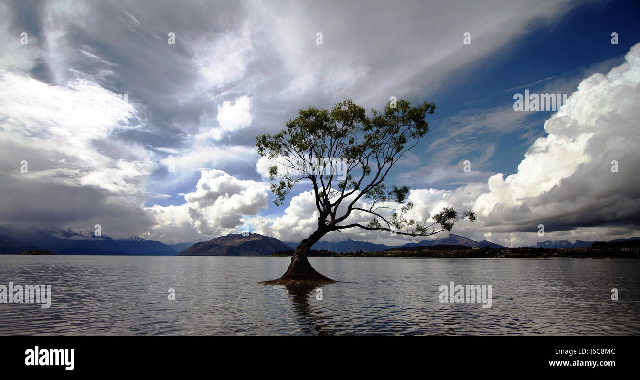 tree in lake wanaka ii Stock Photo