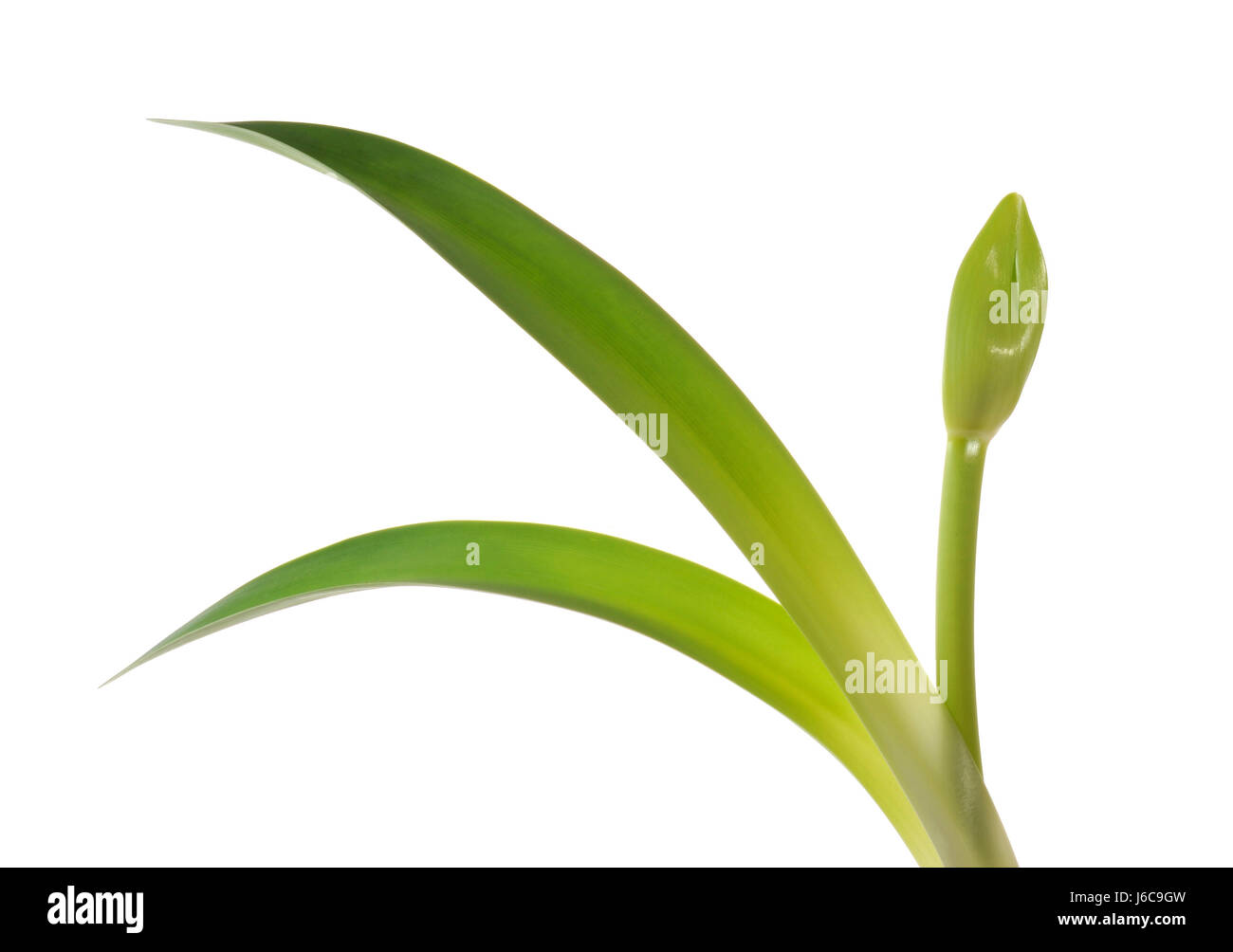 amaryllis,amaryllis (hippeastrum) Stock Photo