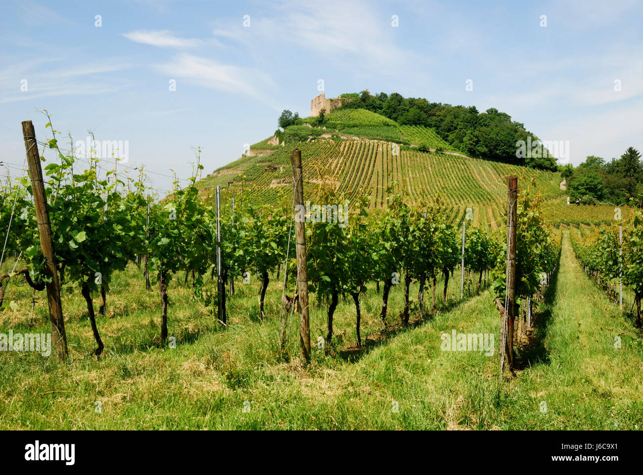 agriculture farming vineyard style of construction architecture