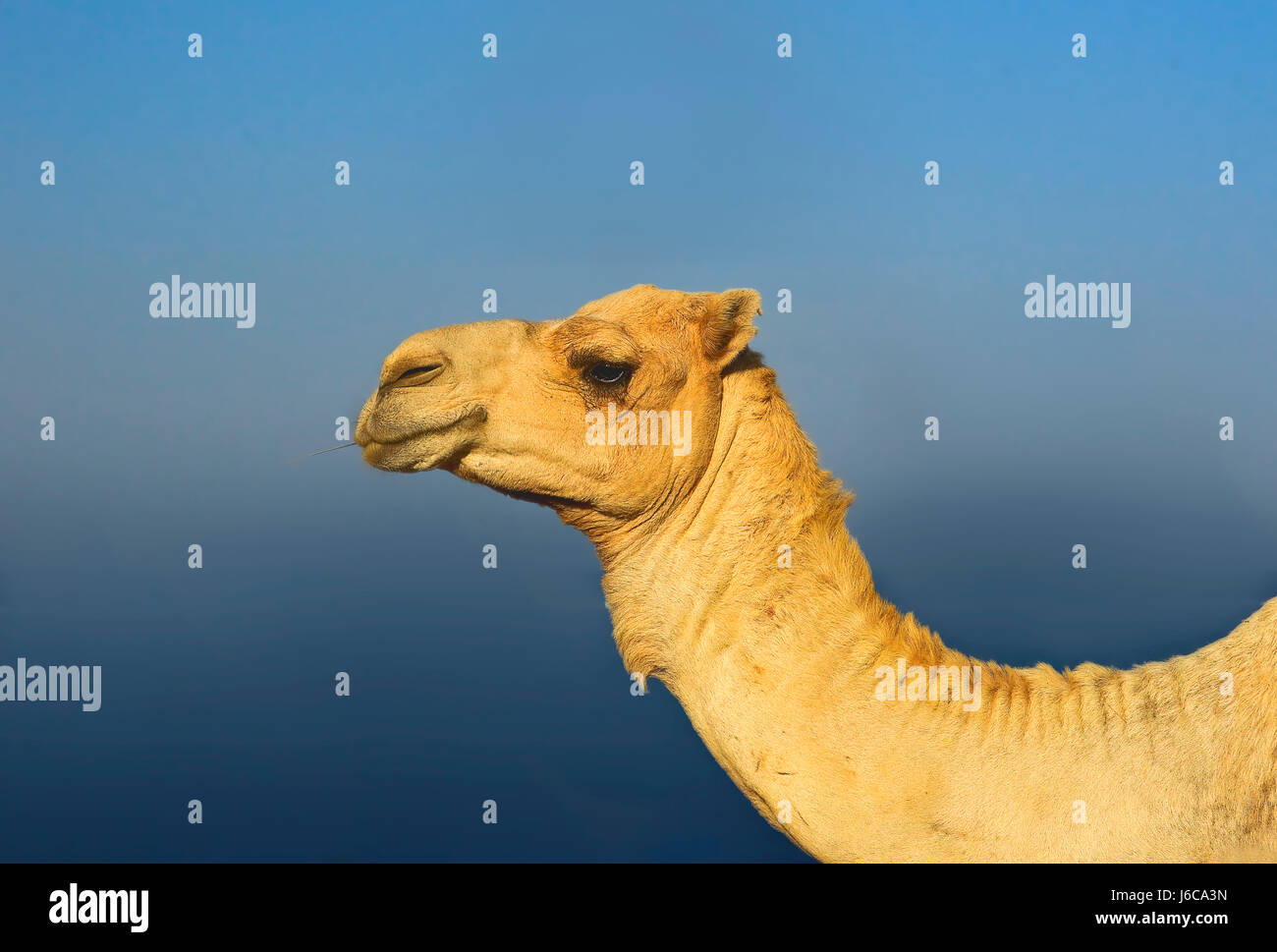 mammal camel farm animal animal used for riding dromedary desert