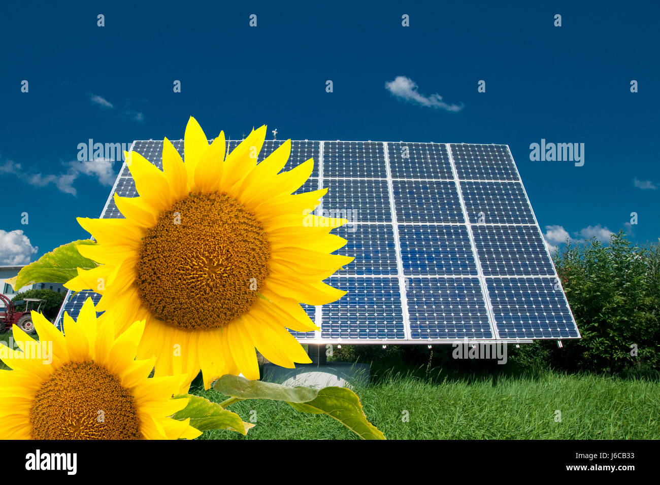 bushes energy power electricity electric power flower sunflower plant