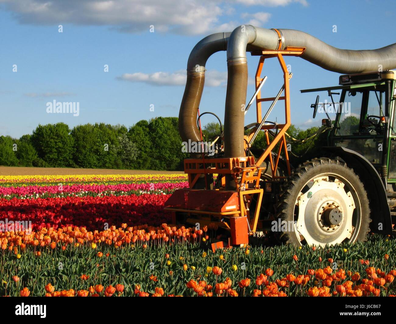 mechanical harvesting tulips Stock Photo Alamy