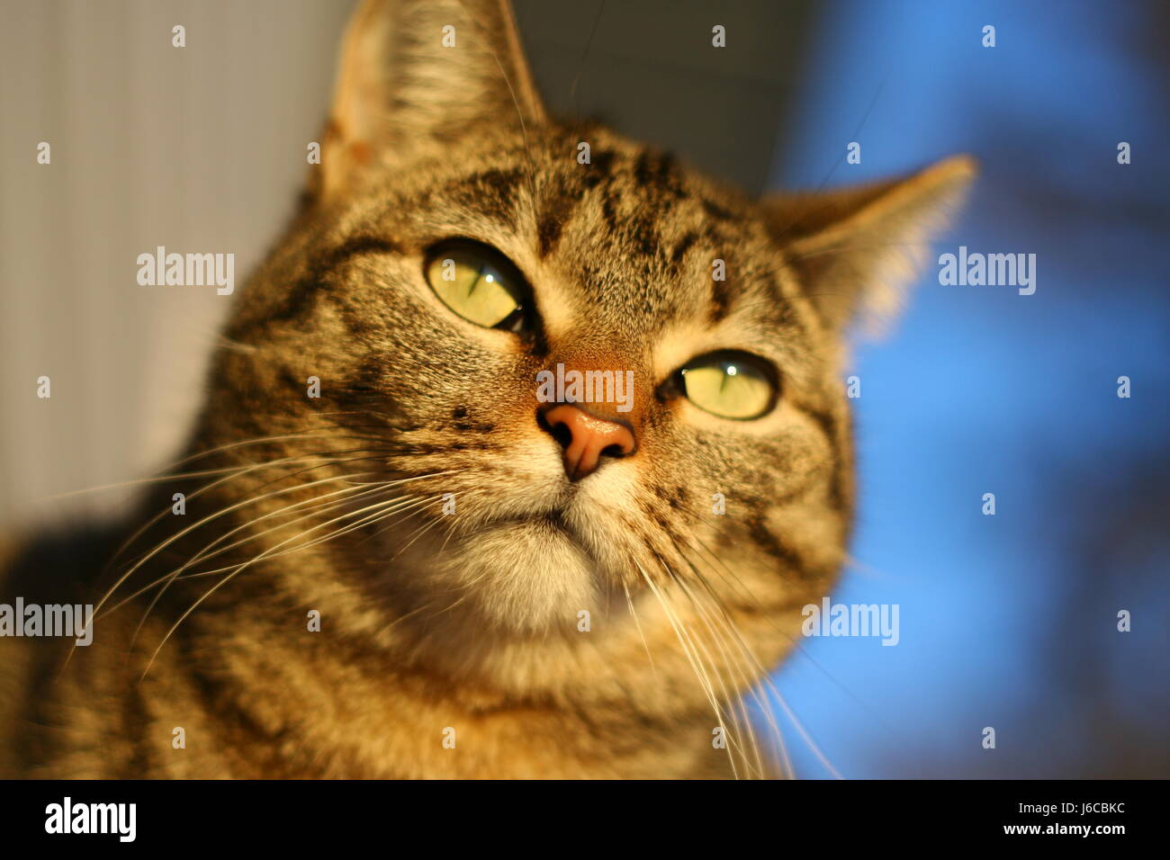 beautiful beauteously nice animal pet mammal face quiet dapper ...