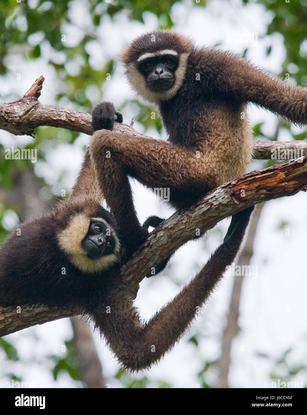 Two Gibbon sitting on the tree. Indonesia. The island of Kalimantan ...
