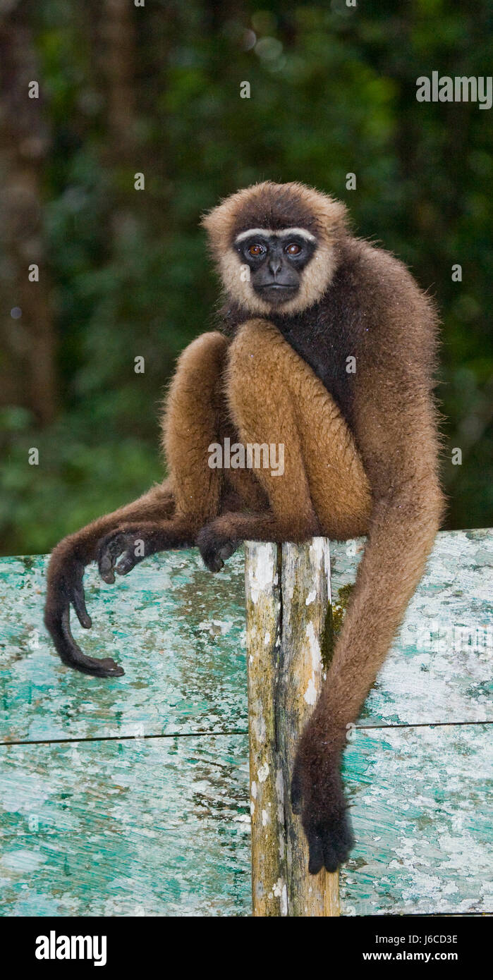 Gibbon sitting on the tree. Indonesia. The island of Kalimantan (Borneo ...