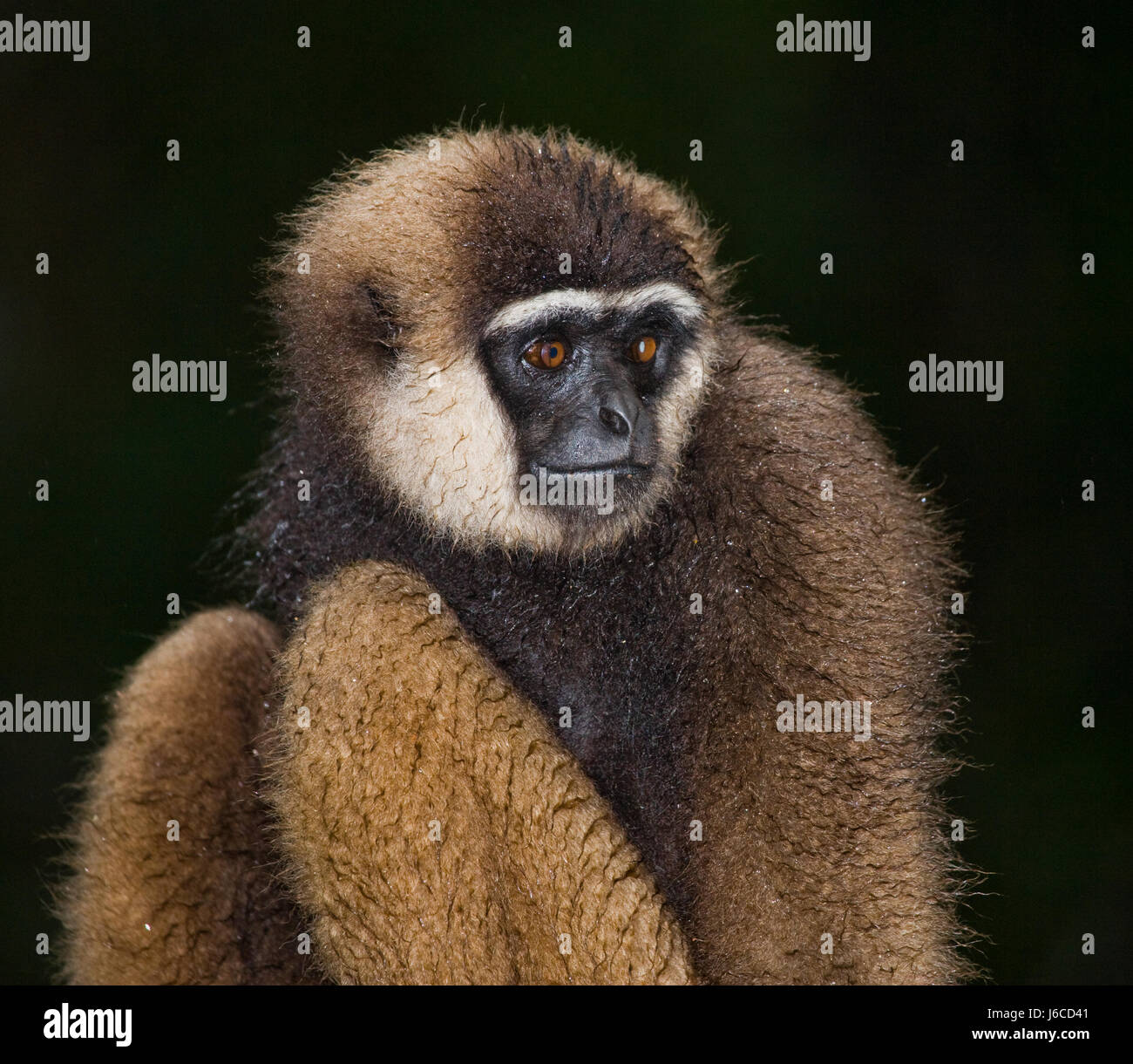 Gibbon sitting on the tree. Indonesia. The island of Kalimantan (Borneo ...