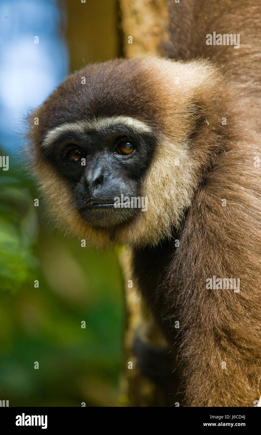 Gibbon sitting on the tree. Indonesia. The island of Kalimantan (Borneo ...