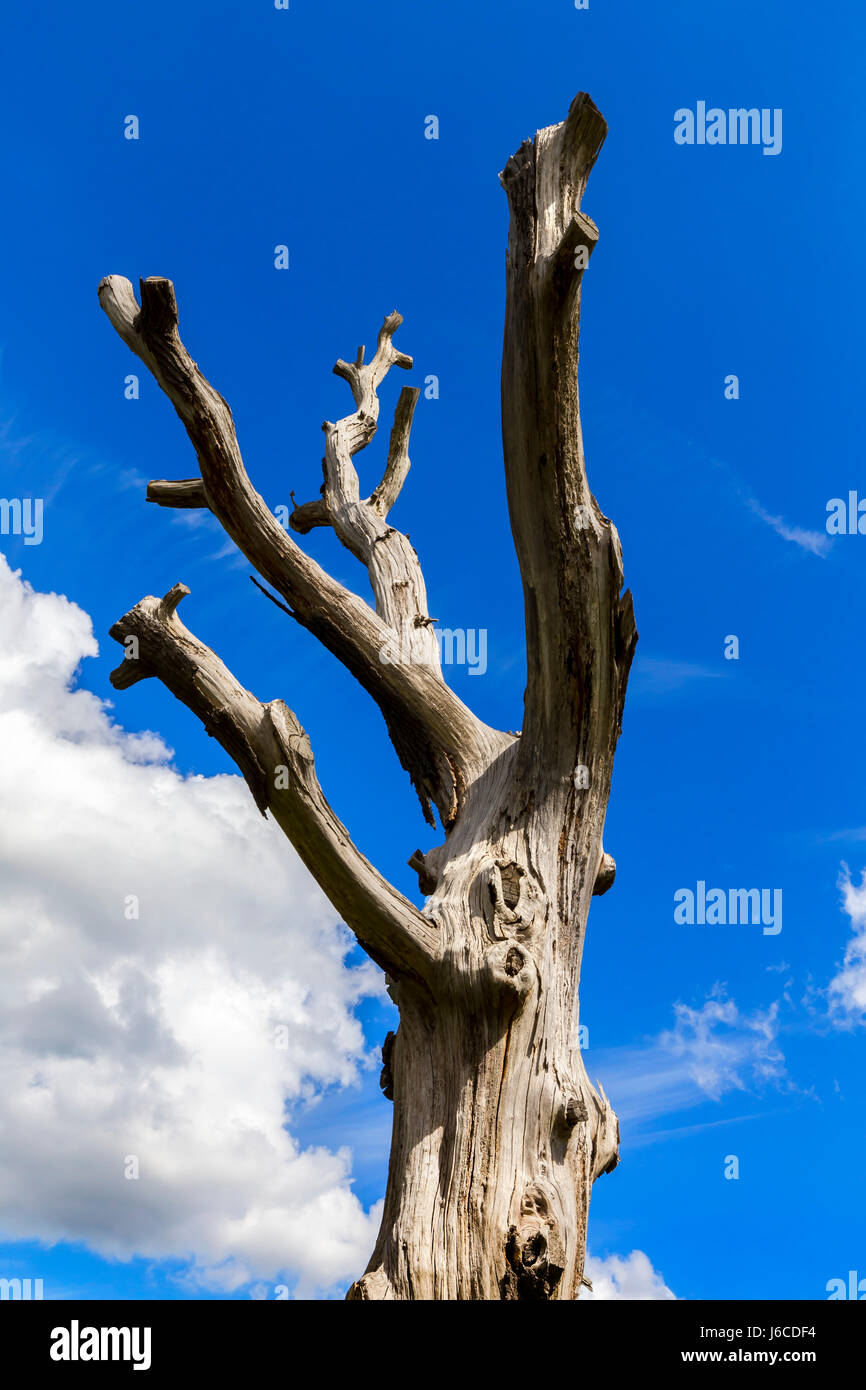 A DEAD TREE STARK AGAINST A BLUE SKY Stock Photo