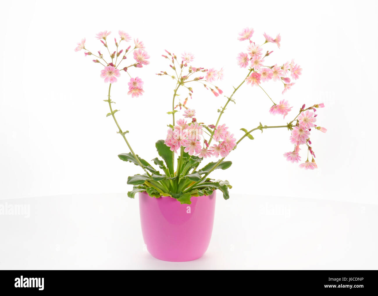 pink bitterwurz (lewisia section cotyled Stock Photo