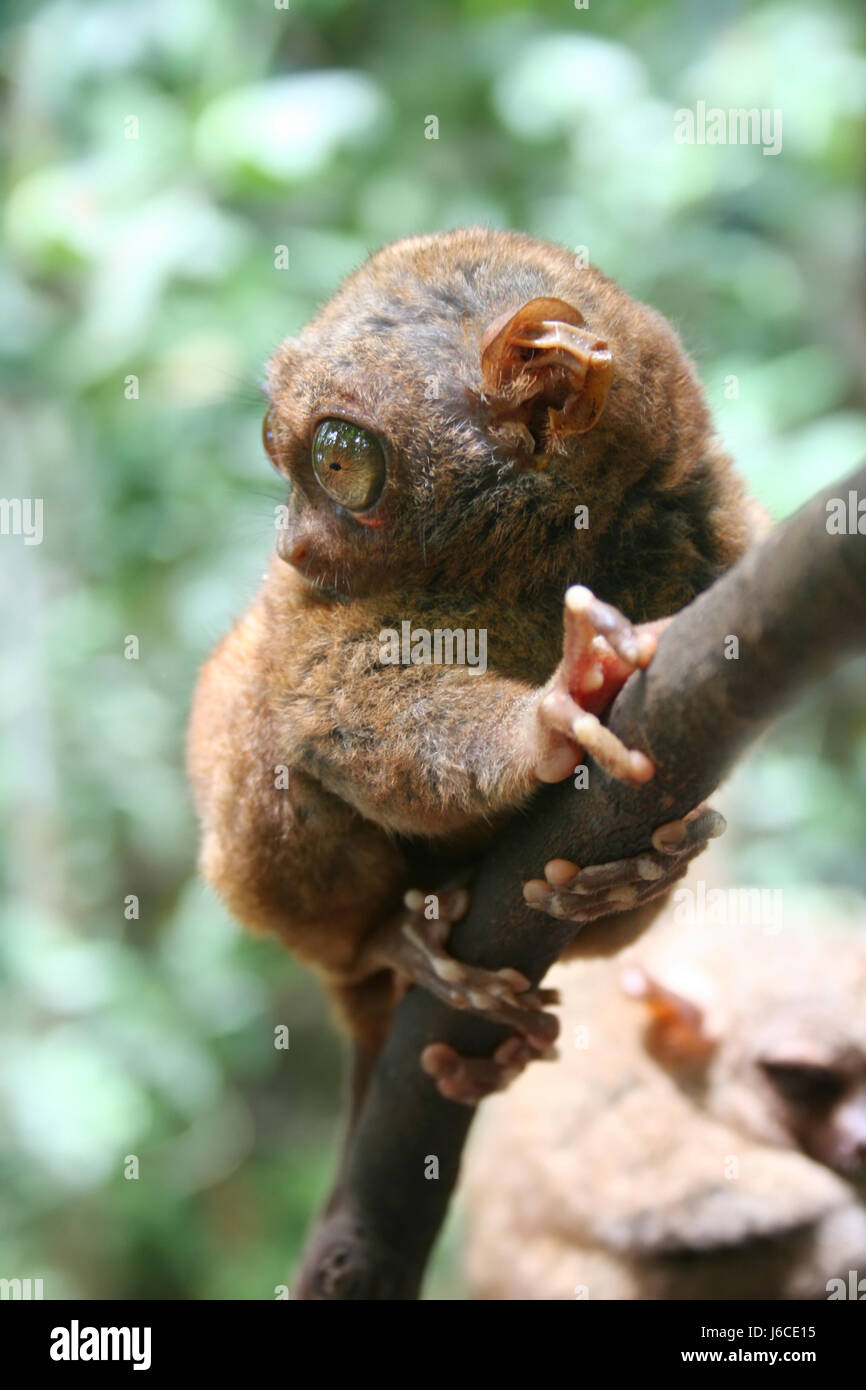eyes cuddle philippines cute finger animal asia monkey soft skin small tiny Stock Photo