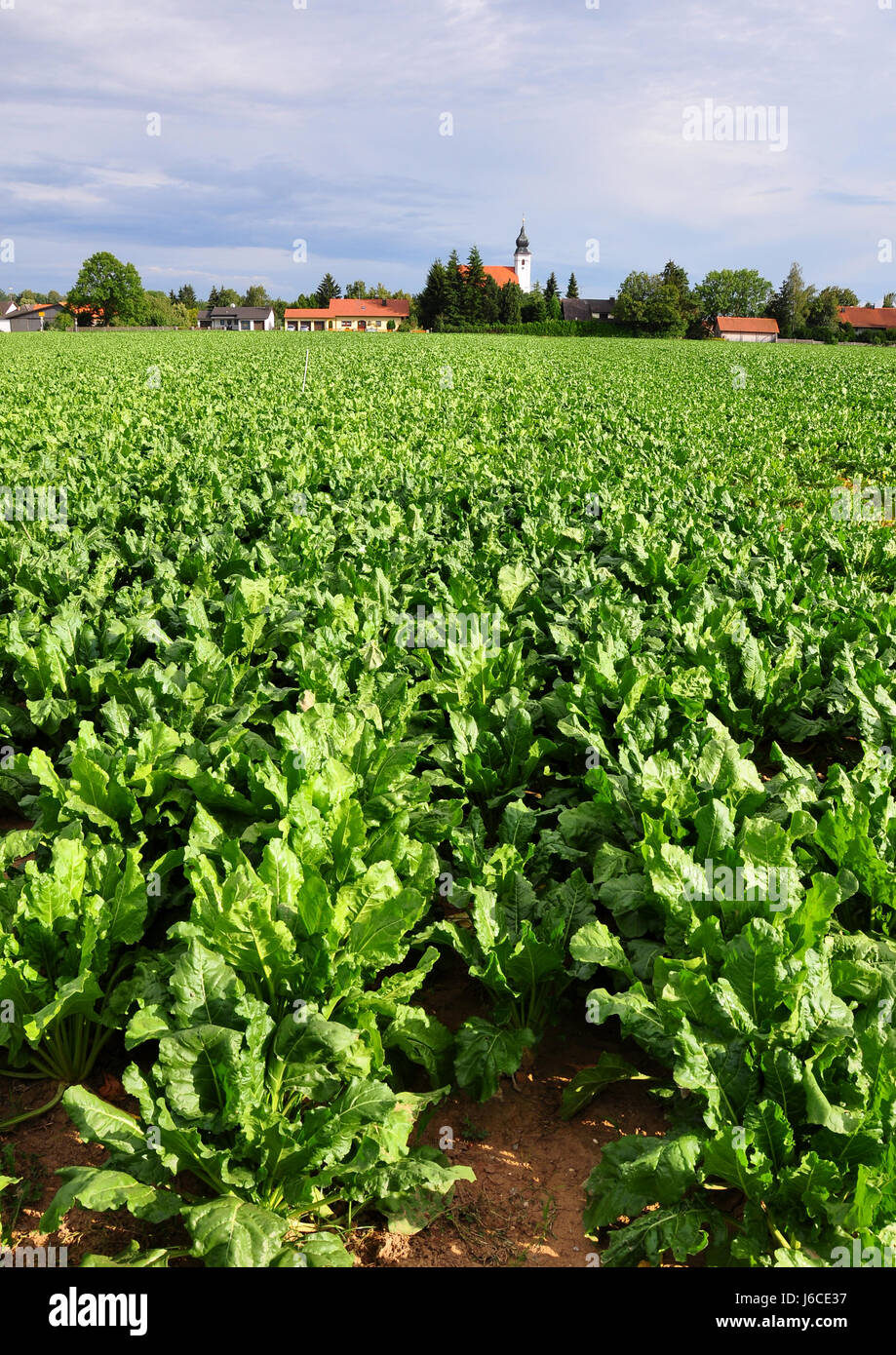 agriculture farming field sugar fruit acre turnip sugar beet harvest