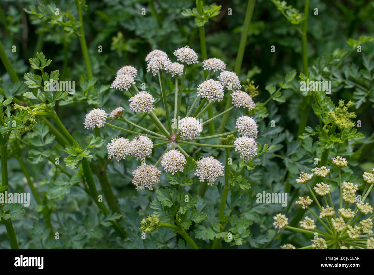 Flowering head of Hemlock Waterdropwort / Oenanthe crocata one of