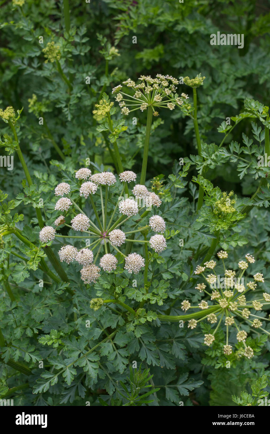 Flowering head of Hemlock Water-dropwort / Oenanthe crocata - one of Europe's most poisonous plants. Deadly British plants. Stock Photo