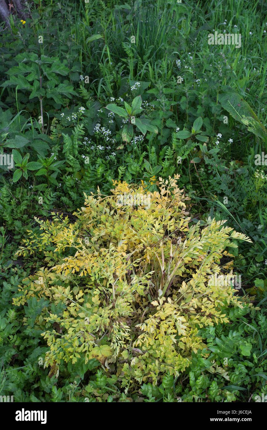 Poisoned leaves / foliage of Hemlock Water-dropwort / Oenanthe crocata - one of Europe's most poisonous plants. Stock Photo