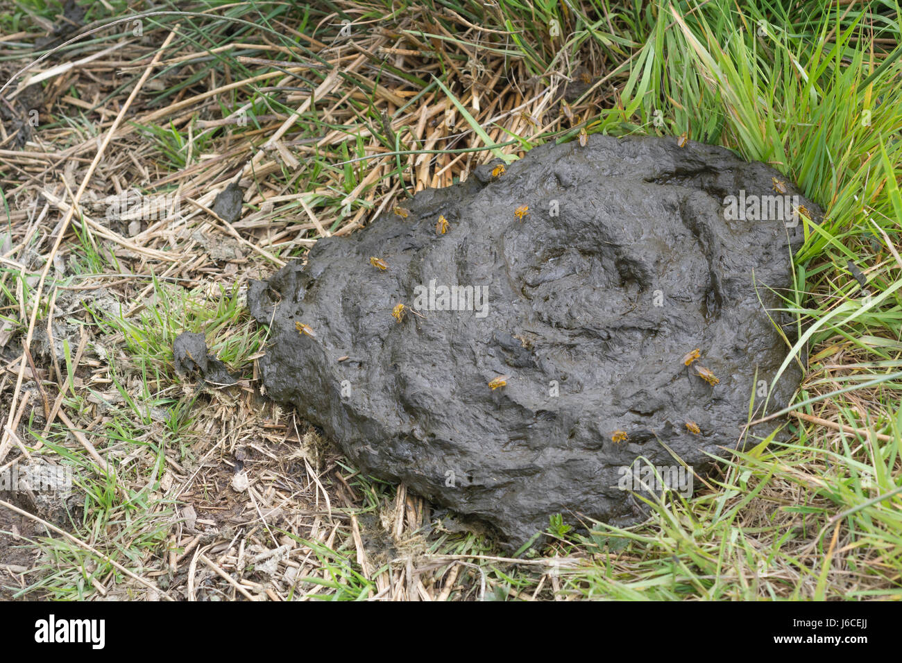 Stinky Pacat Cow poo / pat / dung with yellow dung flies / Scathophaga sterconia ...