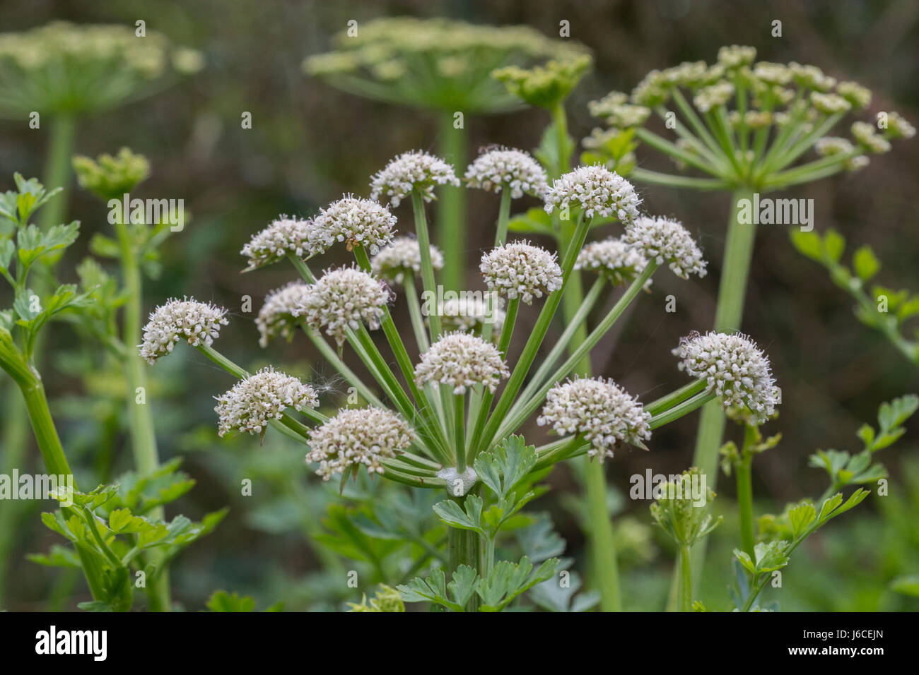 Flowering head of Hemlock Waterdropwort / Oenanthe crocata one of
