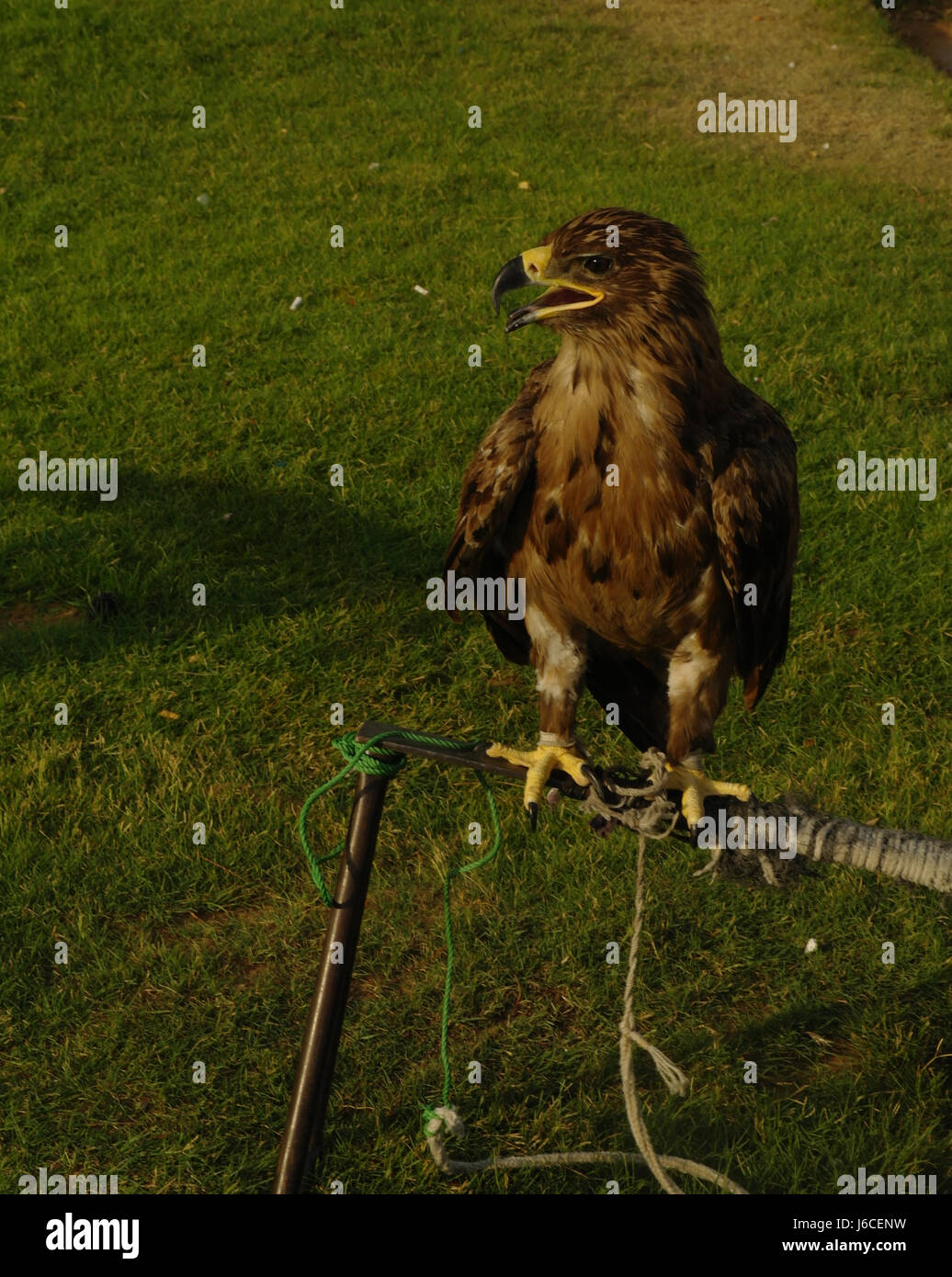 Common Buzzard, with open mouth and head turned right, tethered and standing metal stand on grass expanse, Al Badayer, Dubai-Hatta Road, Dubai, UAE Stock Photo