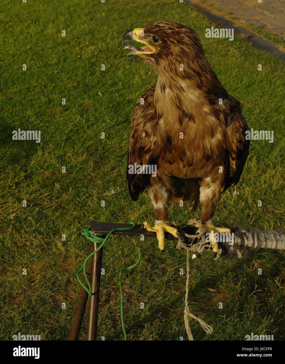 Common Buzzard, open mouth, head turned right, standing tethered metal stand on grass by paving stones, Al Badayer, Dubai-Hatta Road, Dubai, UAE Stock Photo