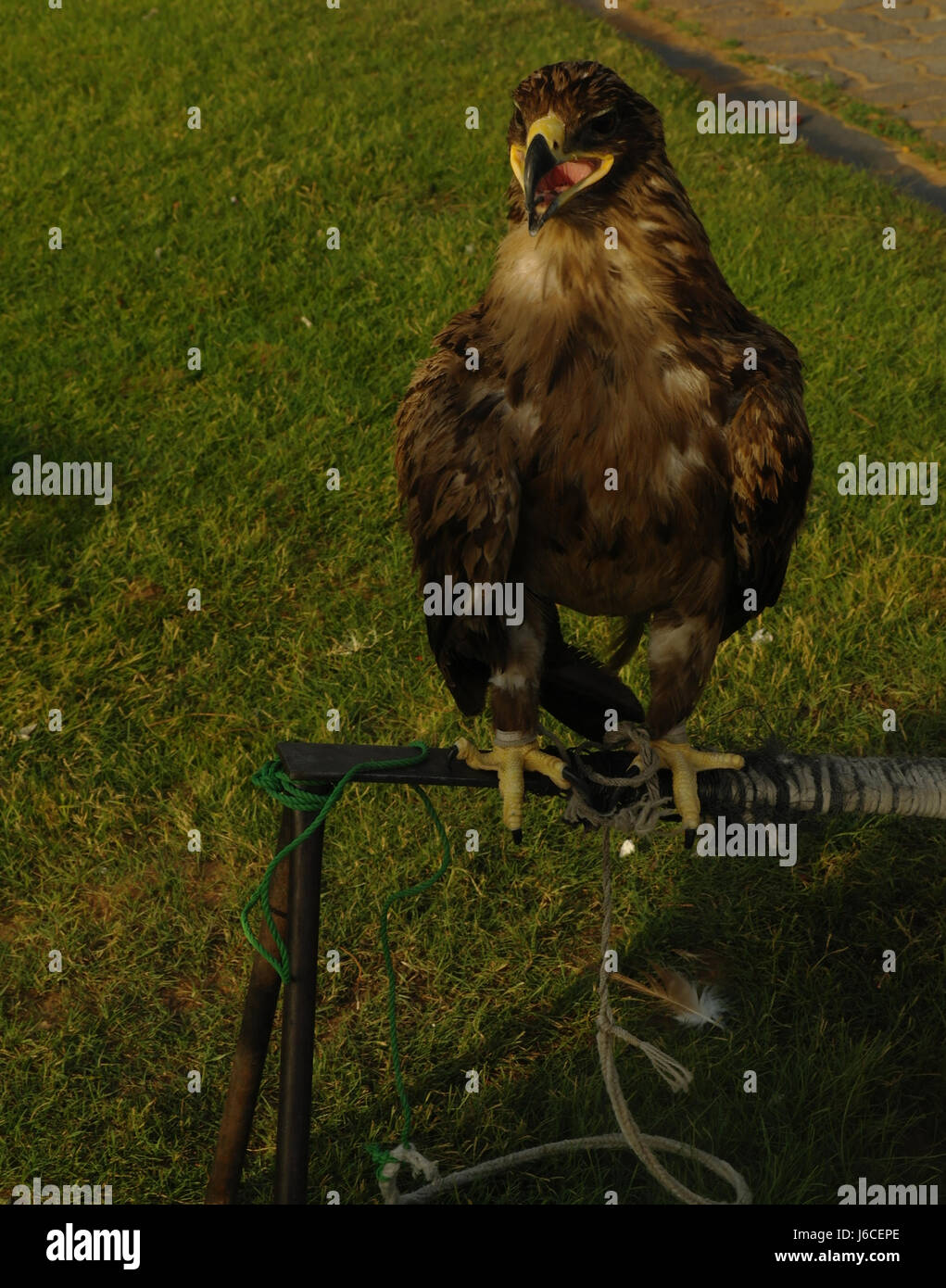 Common Buzzard, looking forward with open mouth, standing and tethered metal stand on grass, Al Badayer, Dubai-Hatta Road, Dubai, United Arab Emirates Stock Photo