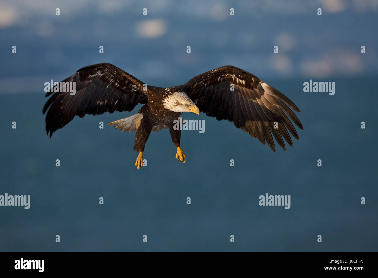 bald eagle, Haliaeetus leucocephalus, Alaska Stock Photo - Alamy