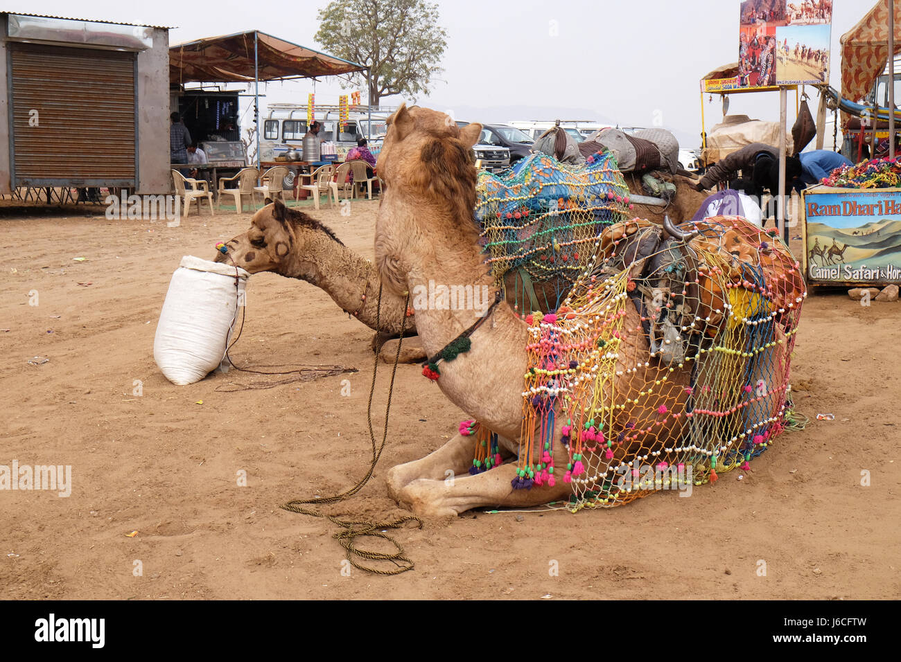 Camel in the Thar desert at the Pushkar fair. Rajasthan, India, on February 18, 2016. Stock Photo