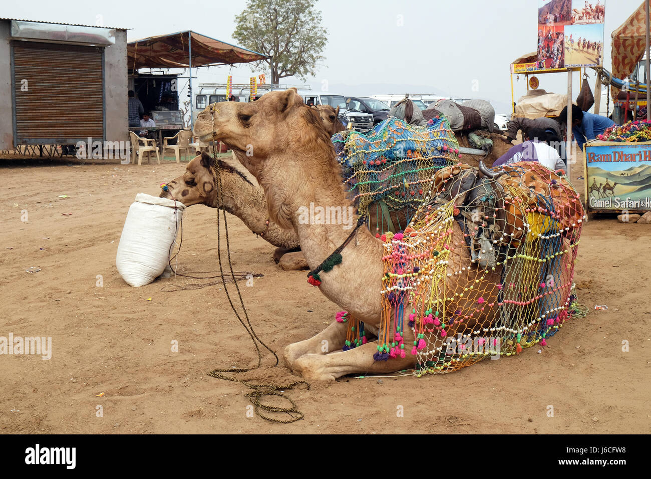 Camel in the Thar desert at the Pushkar fair. Rajasthan, India, on February 18, 2016. Stock Photo