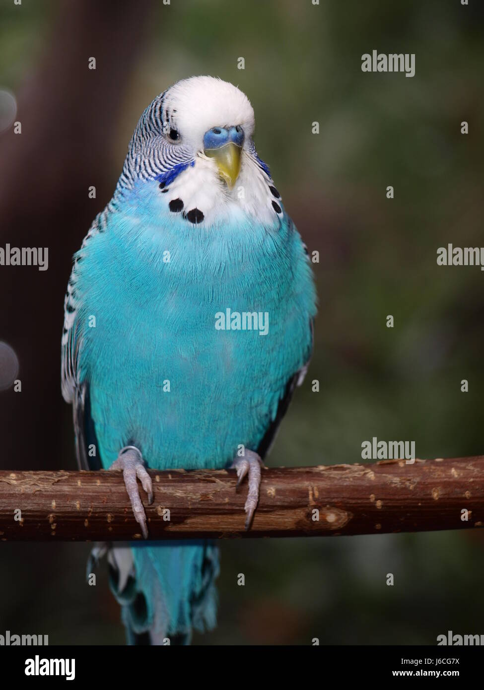 blue branch budgerigar budgies young younger blue animal bird birds