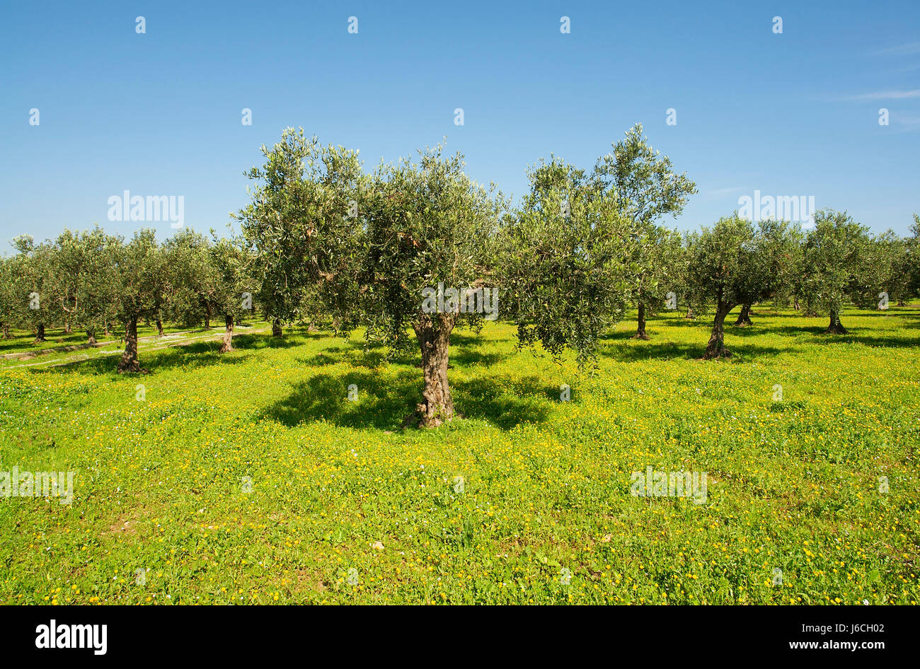 olive grove in sicily Stock Photo Alamy