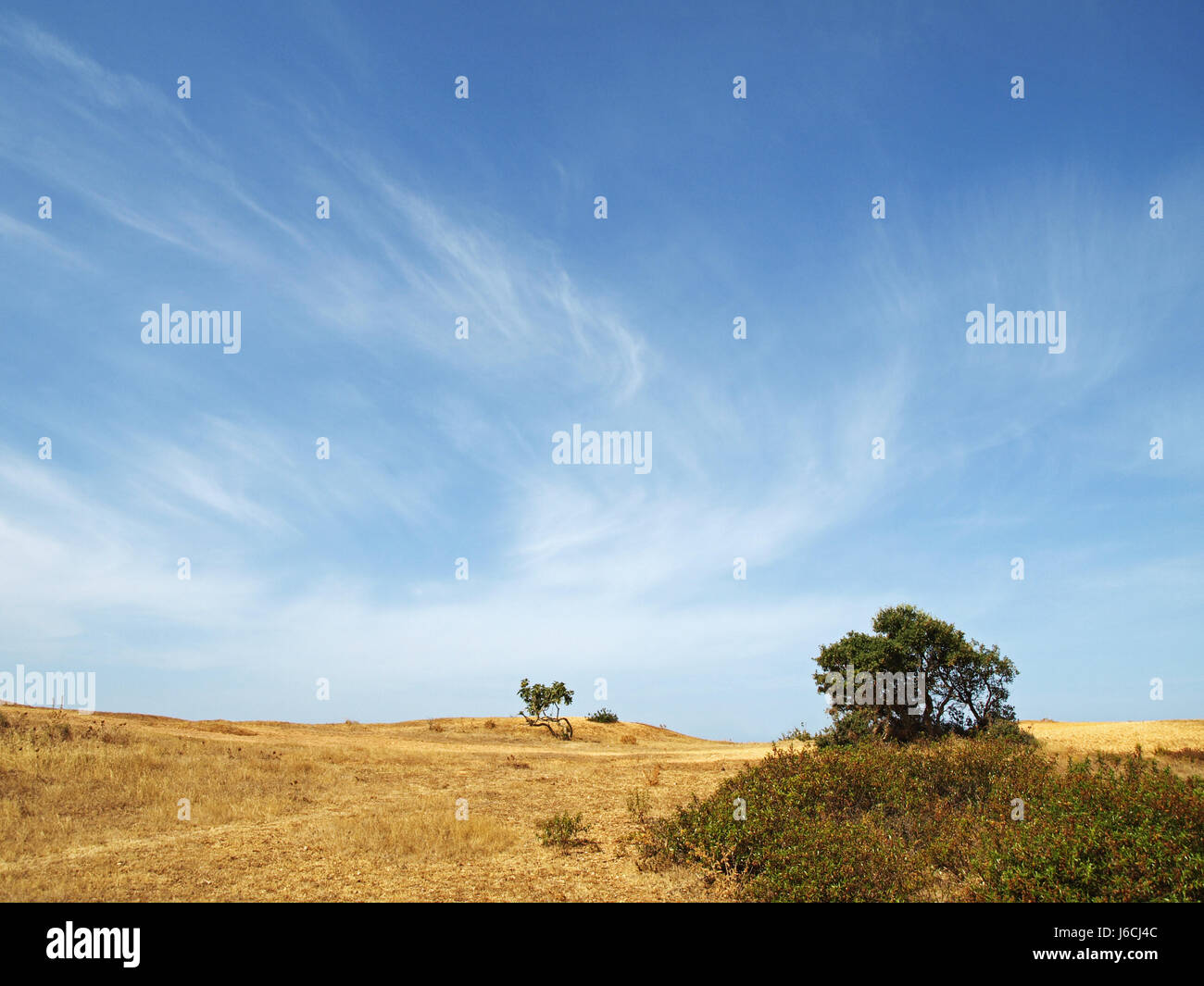Pine trees pines algarve portugal hi-res stock photography and images ...