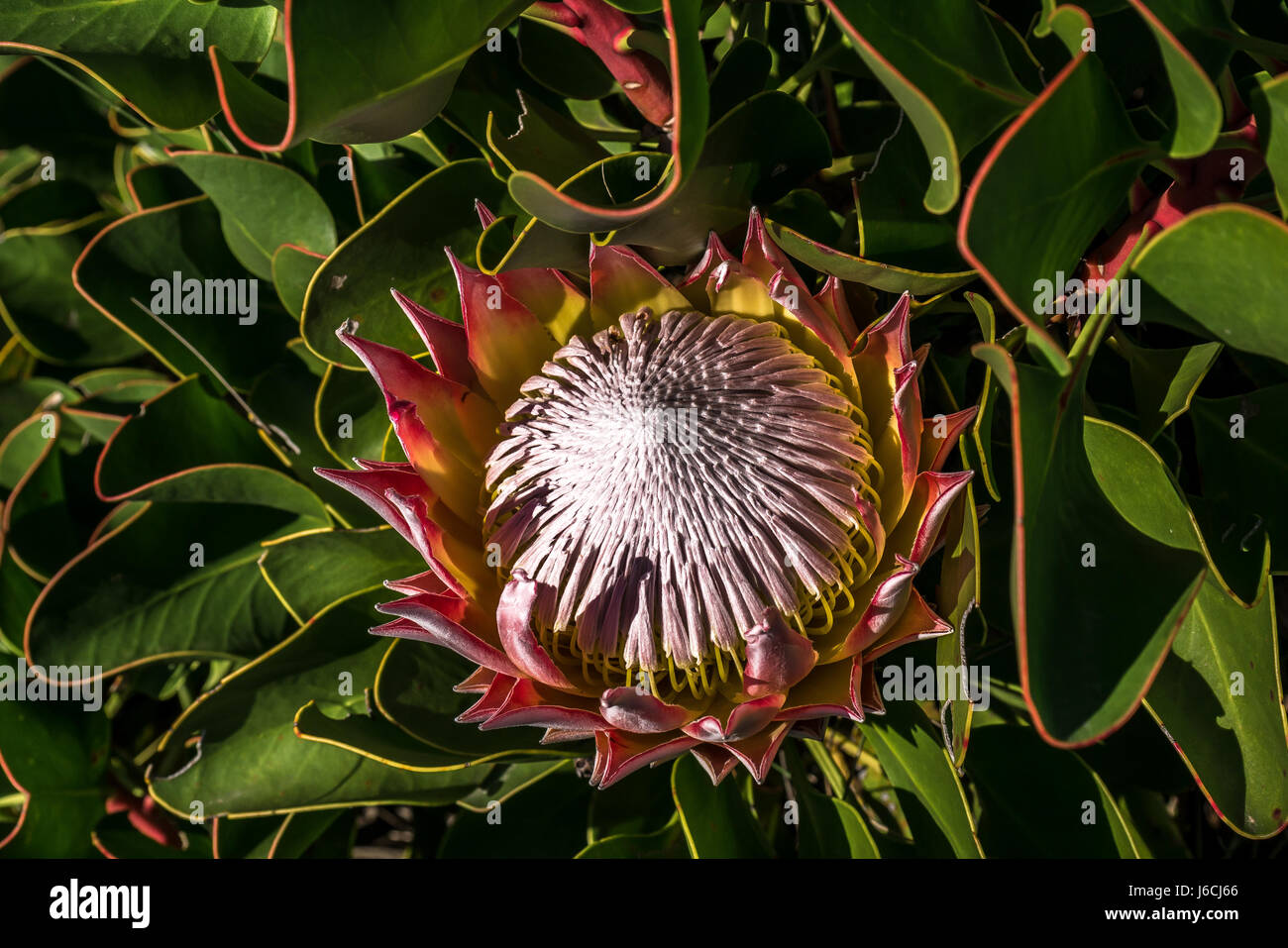 Close up of the national flower of South Africa, giant Protea, Protea repens, on Table Mountain, Cape Town Stock Photo