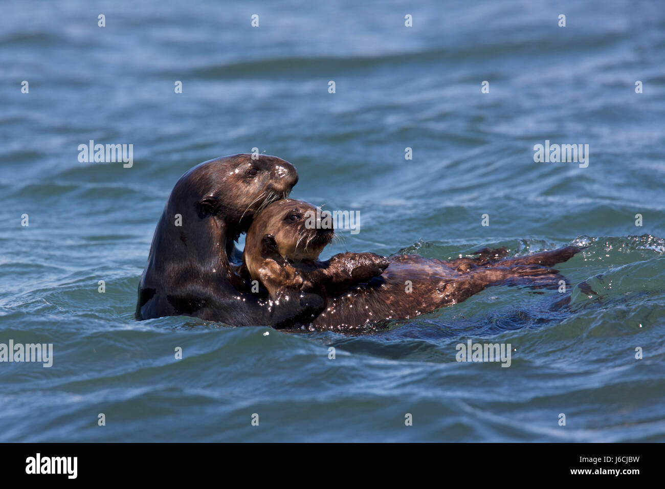 Sea Otter Enhydra Lutris North America Usa California Moss Landing Elkhorn Slough Stock