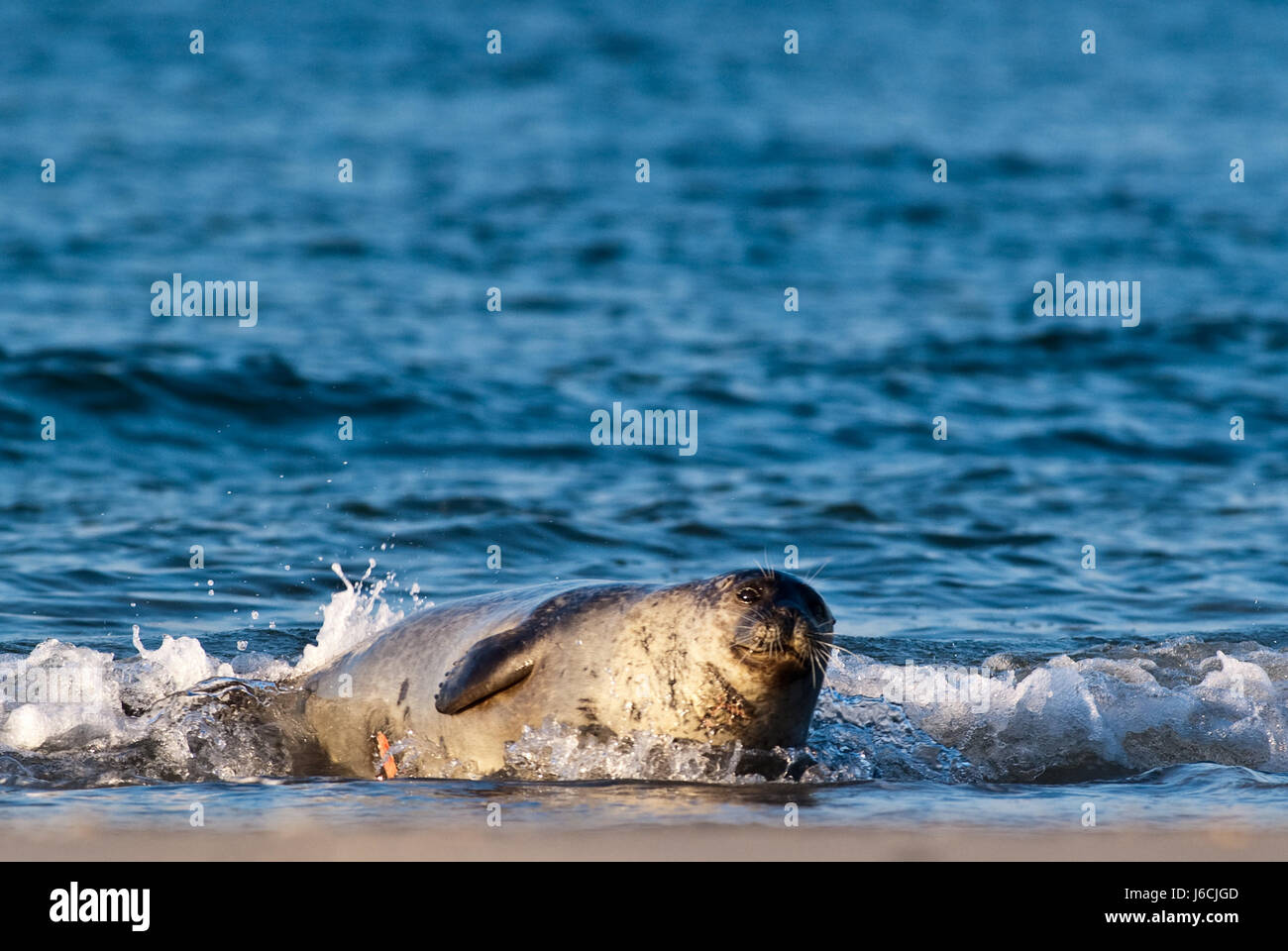 seal on the beach Stock Photo Alamy