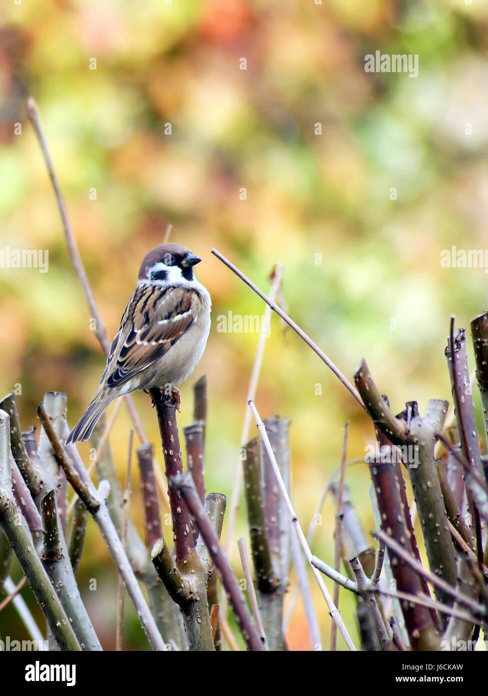 bird birds europe feathers beak sparrow beaks fly flies flys flying garden bird Stock Photo
