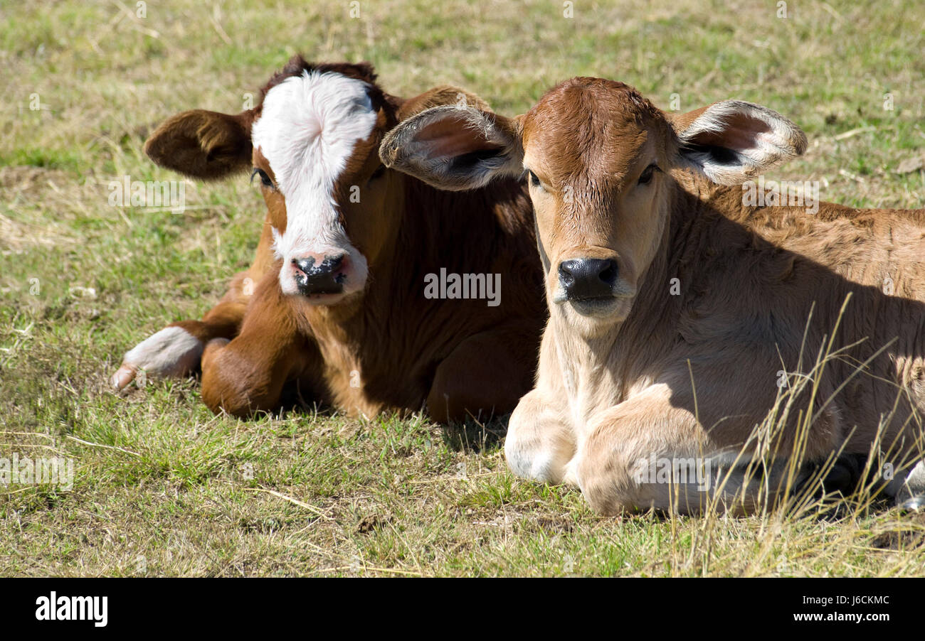 Simmental cows and calves hires stock photography and images Alamy