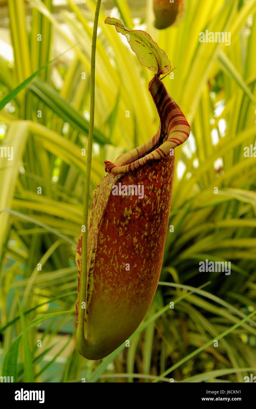 pitcher plant - nepenthes 01 Stock Photo - Alamy