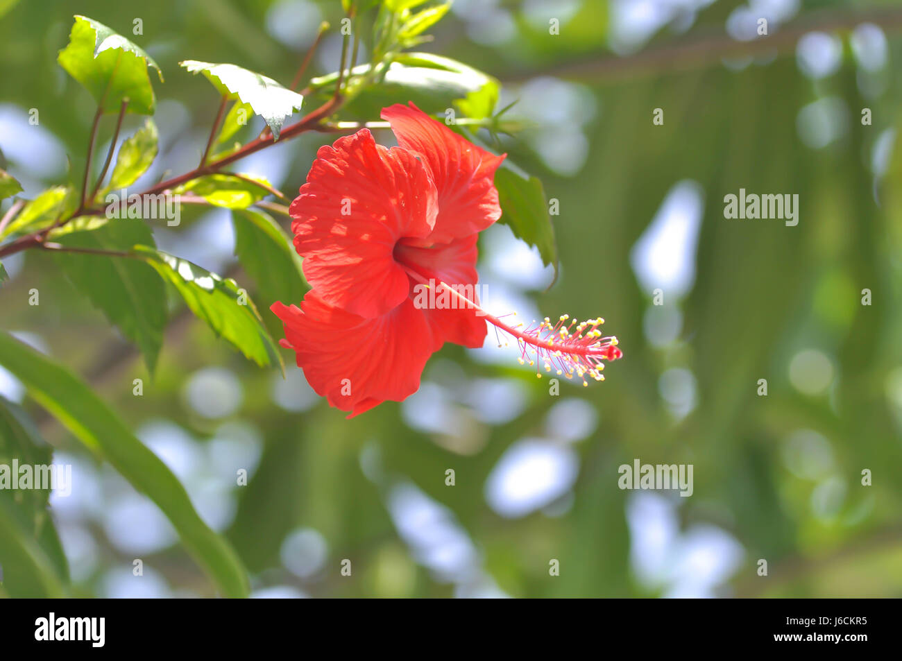 shoe flower,Chinese rose or Hibiscus Stock Photo