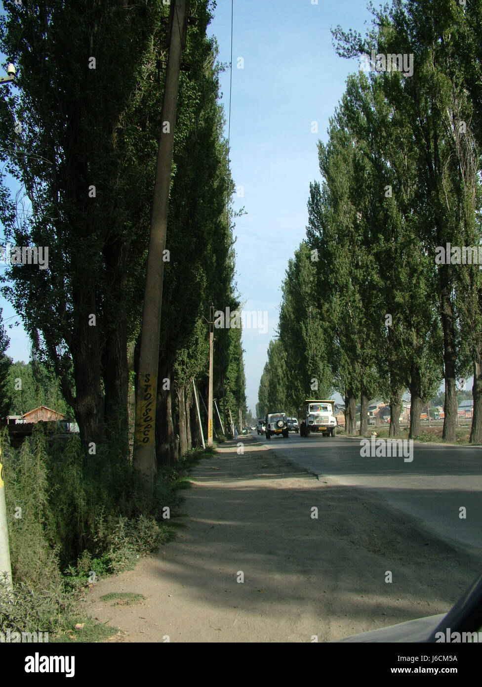 Green Leaf Chinar Tree, Chinar shade,  On Road, Srinagar, Kashmir (Copyright © Saji Maramon) Stock Photo