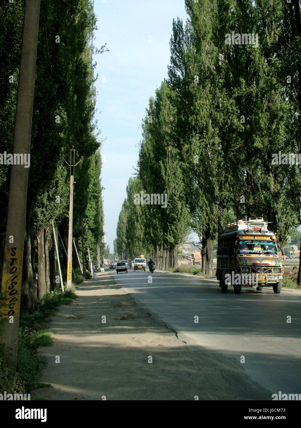 Green Leaf Chinar Tree, Chinar shade,  On Road, Srinagar, Kashmir (Copyright © Saji Maramon) Stock Photo