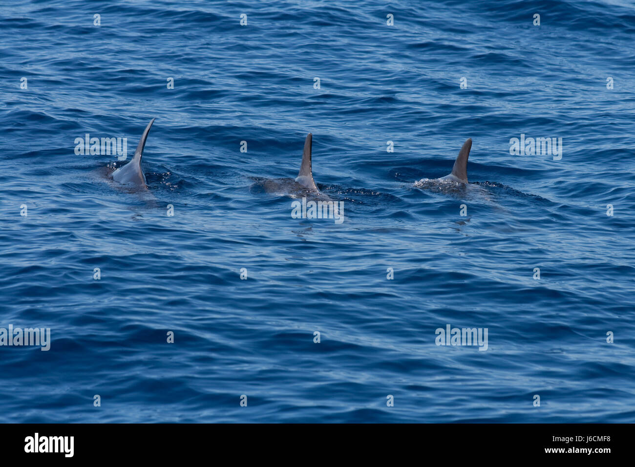 animal mammal formation salt water sea ocean water dolphin dolphins blue Stock Photo