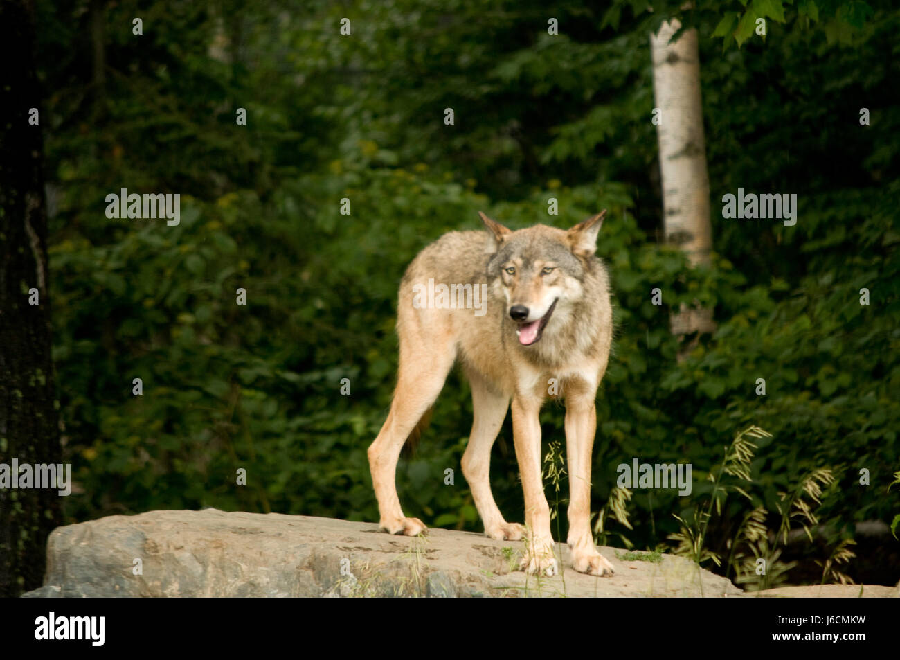 standing wolf wolves plains rock animal wild eyes standing wildlife predator Stock Photo