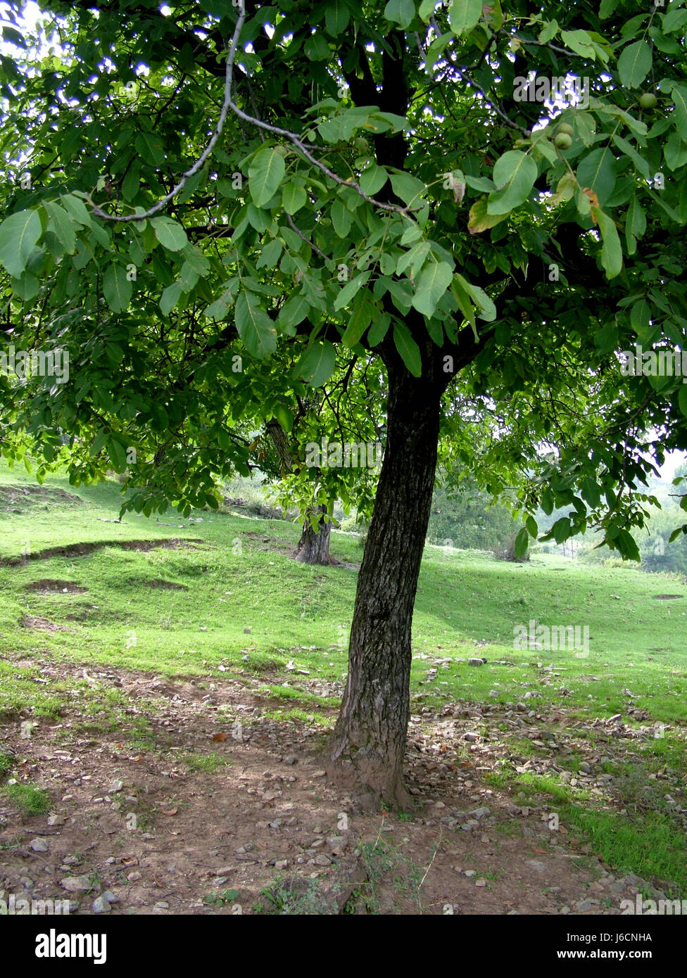Akhrot hi-res stock photography and images - Alamy