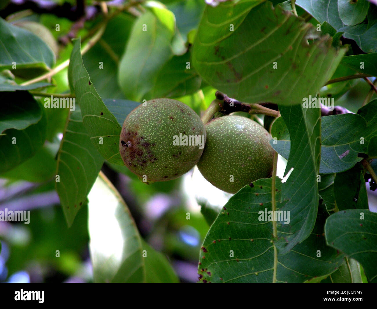 Akhrot hi-res stock photography and images - Alamy