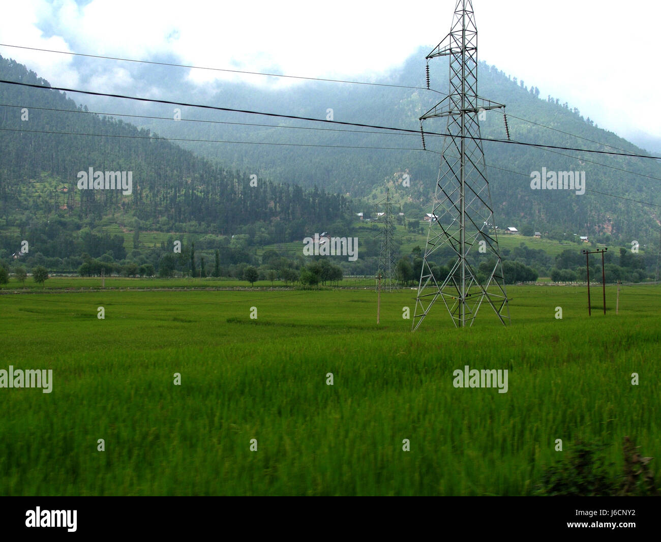 Agricultural Land Rice Land On road, Green, Kashmir Valley, Srinagar, India (Photo Copyright © Saji Maramon) Stock Photo