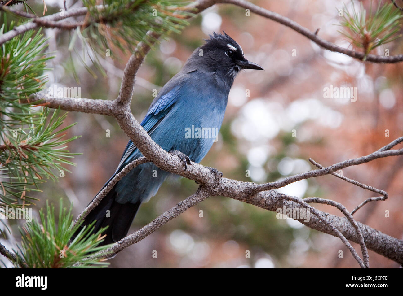 tree trees plant bird birds branches pines tree trees plant bird