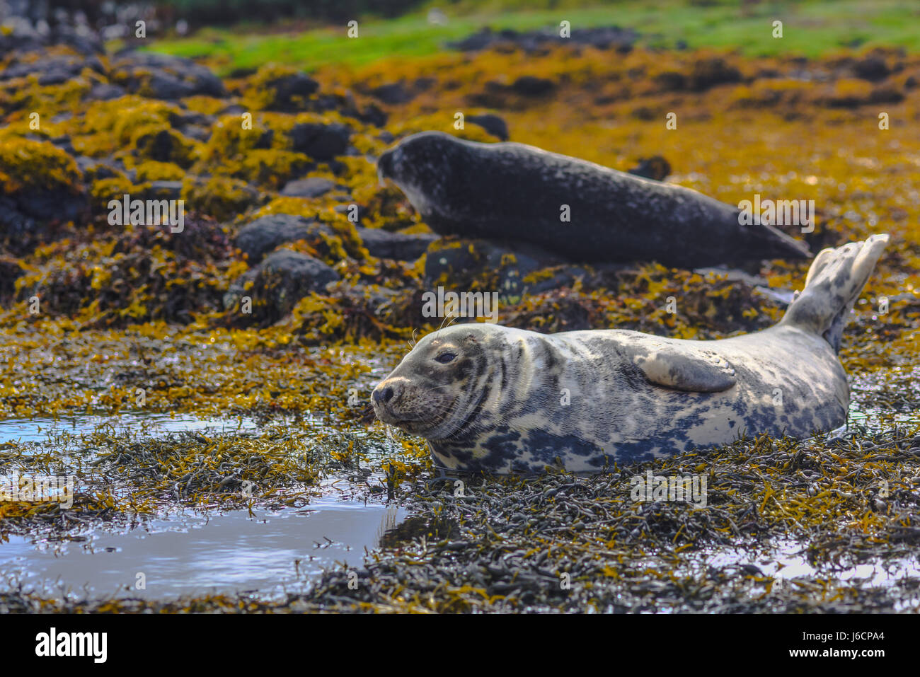 Smiling seal at Dunvegan Castle. Colony of seals, Isle of Skye