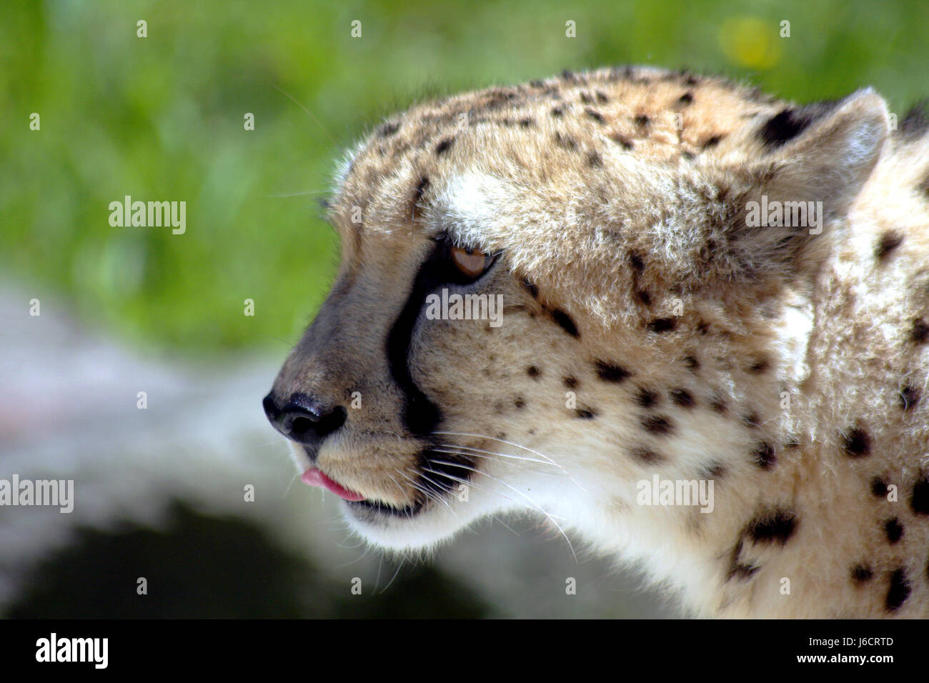 portrait eye organ big cat feline predator cat cheetah pussycat domestic cat Stock Photo