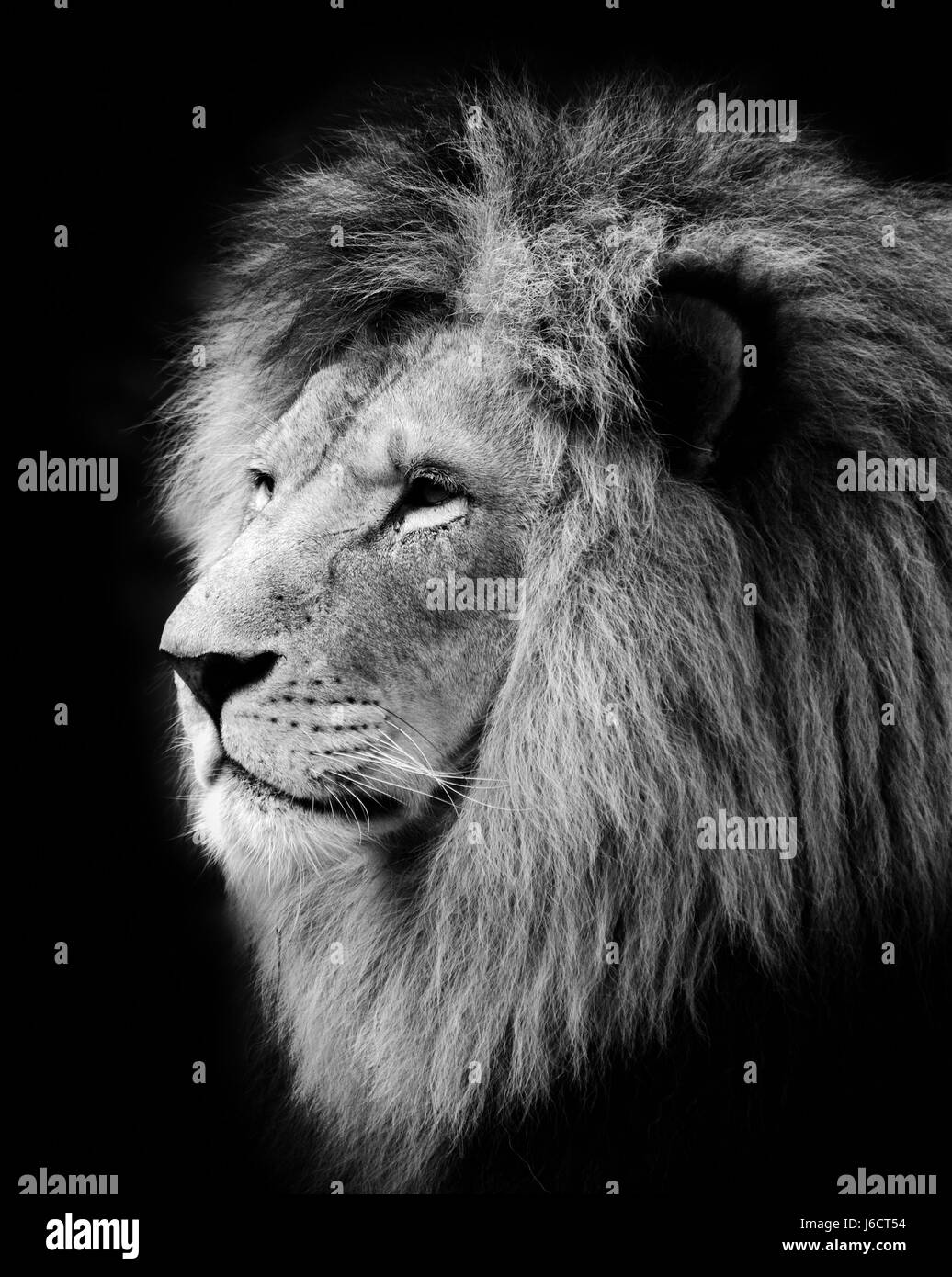 mammal lion cat big cat feline predator portrait mane dangerous head animal Stock Photo