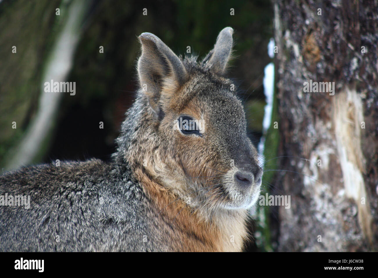 South american best sale rabbit like animal